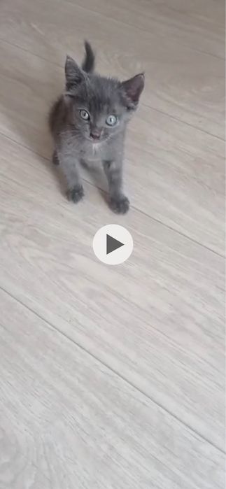 Котенок мальчик. Ищем дом