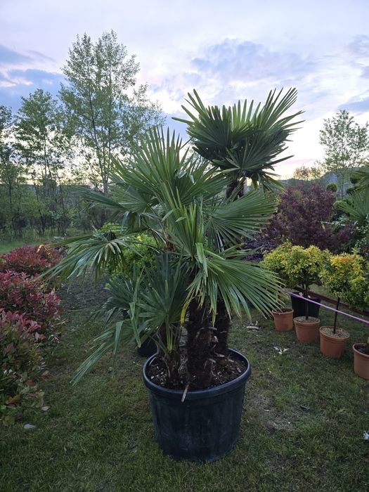 Palmier trachycarpus