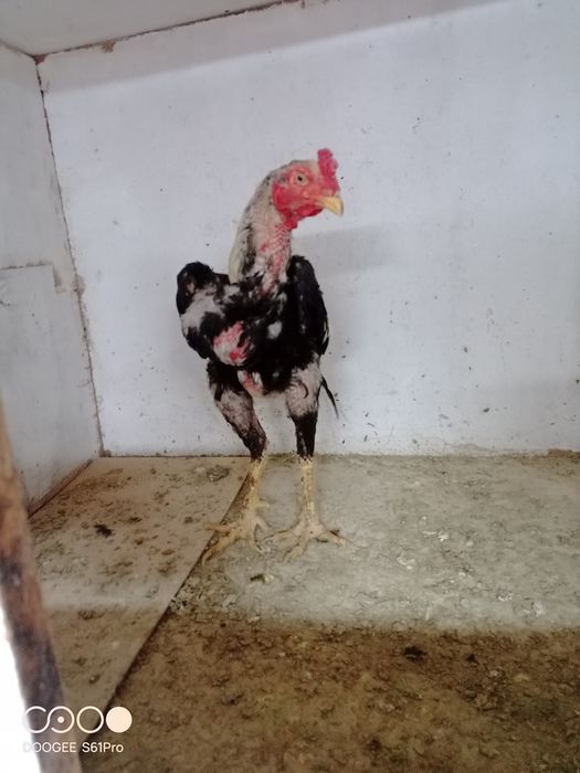 Продам петуха и курицу