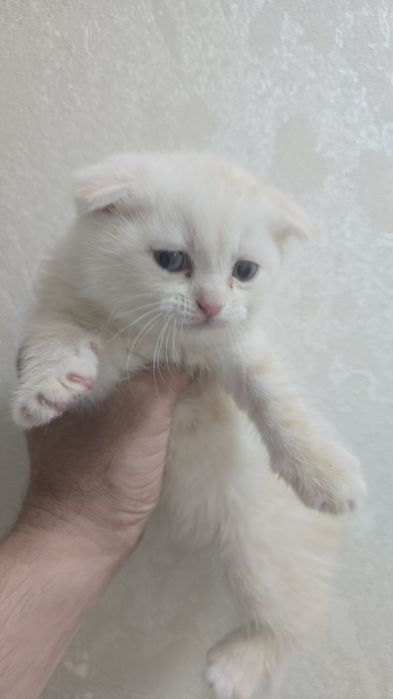 Продам котят шотландских
