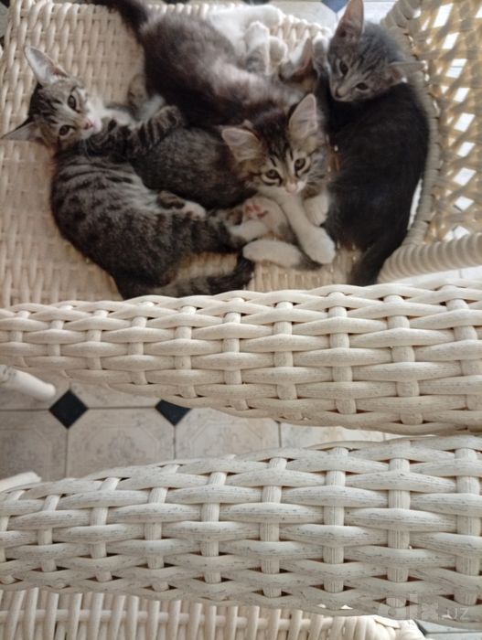 Котёнки в добрые руки — милые и игривые