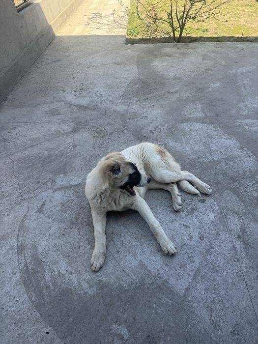 Срочно продается алабай сучка