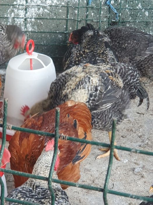Cocoși de vânzare atât vii cât și tăiați