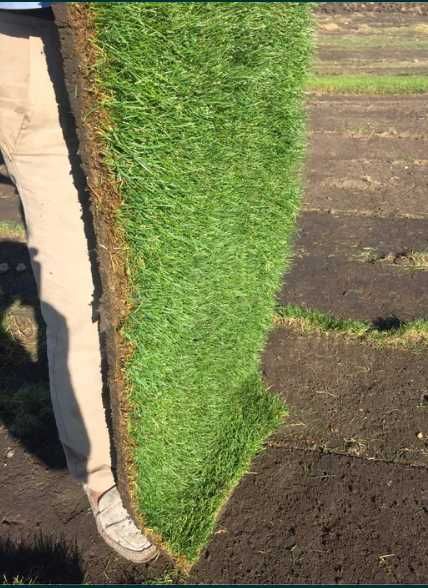 Gazon Natural cu Prindere 100% – Livrare și Execuție Imediată