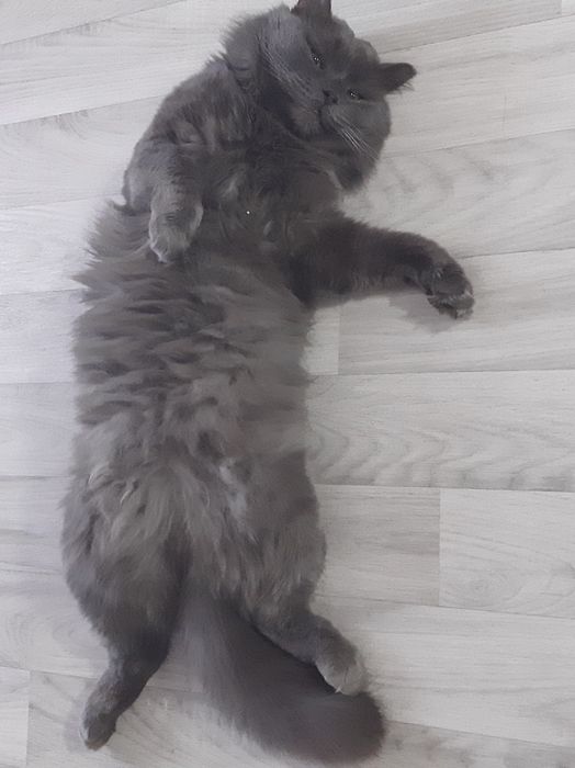 Потерялся серый пушистый кот