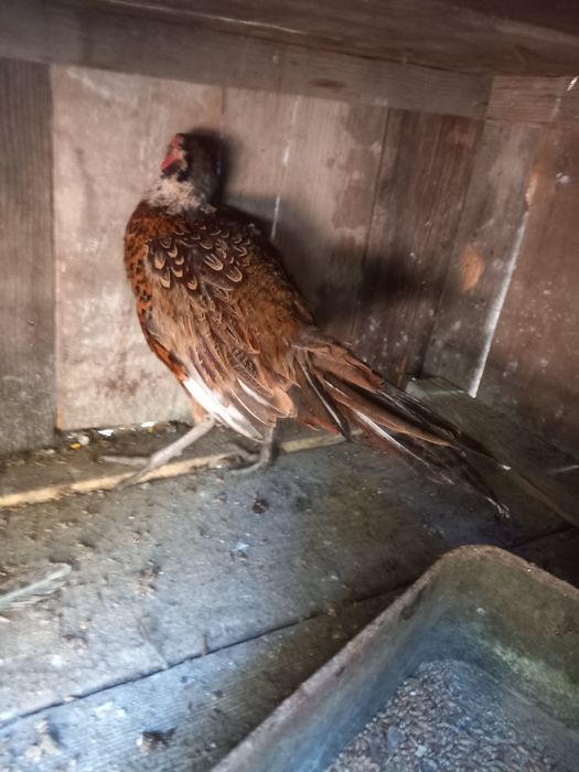 Fazan comun maturi.Reproducatori.oua fazan comun