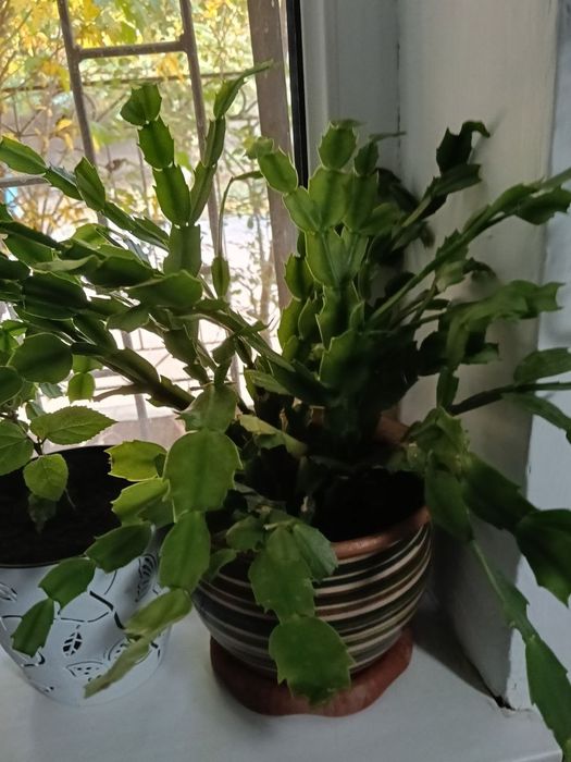 Цветы в  горшках