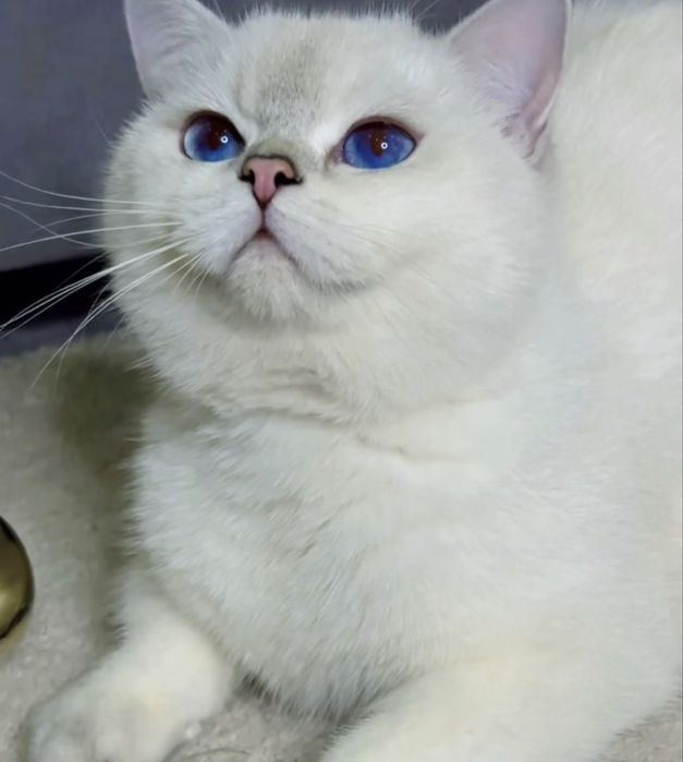 Вязка учрашувга кутамиз