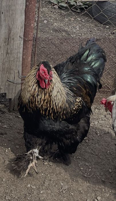 Петух Брама возраст 1год