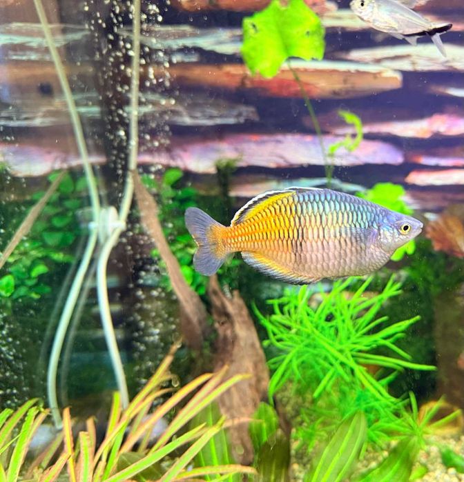 Меланотения Боесмани рейнбол