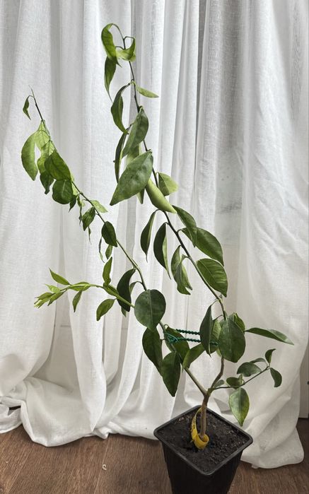 Цитрусовые растения