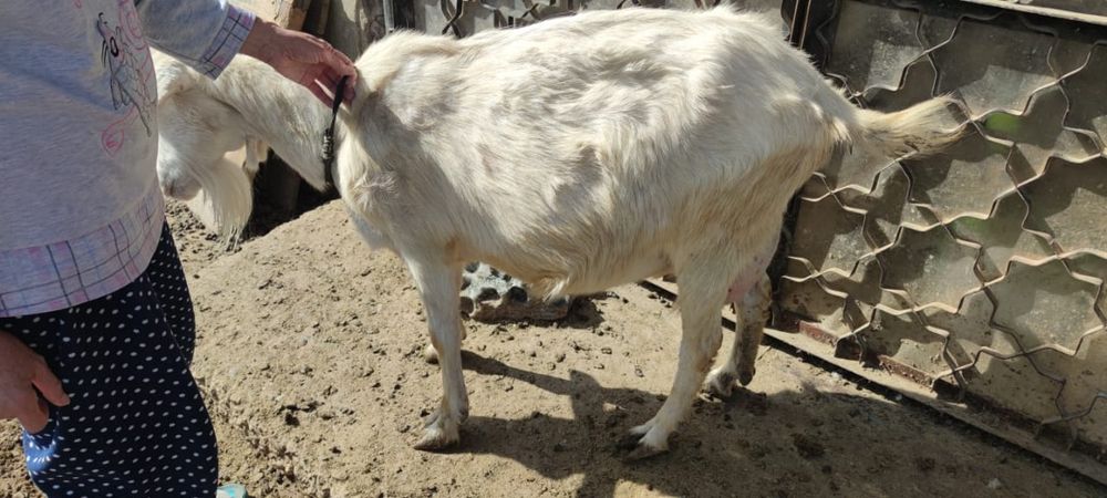 Продается зааненская козы