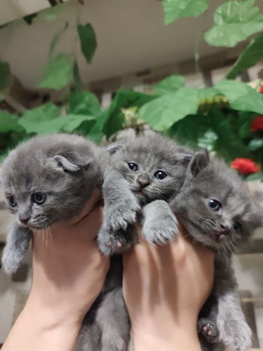 Ширинтой мушукчаларимиз сотилади