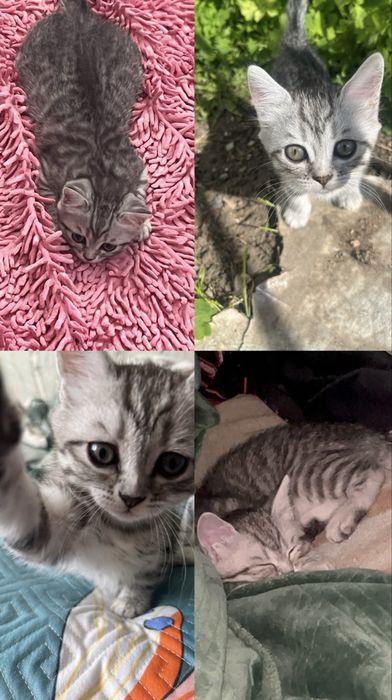 котенок в добрые руки