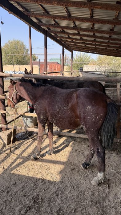 Жағдайлары жаксы