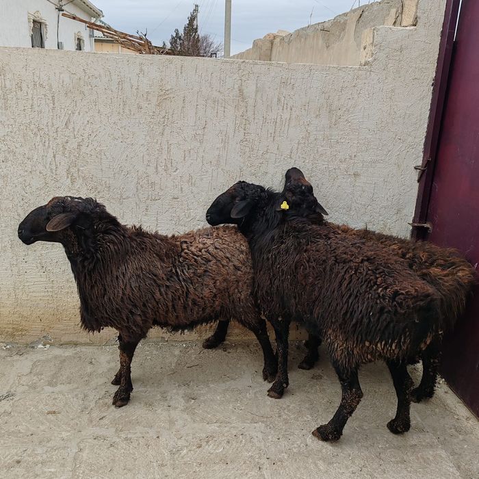 қой қошқар сатылады