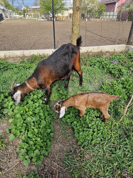 Capră tânără rasa anglo-nubian+ un ieduț