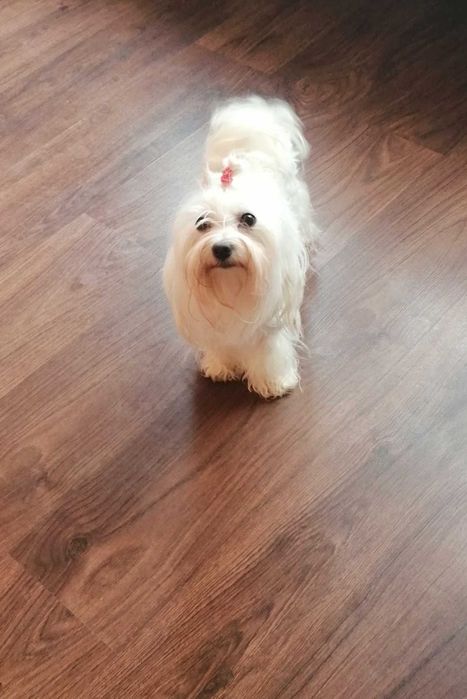 Малтийска болонка