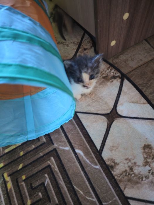 Отдам котят в добрые руки.