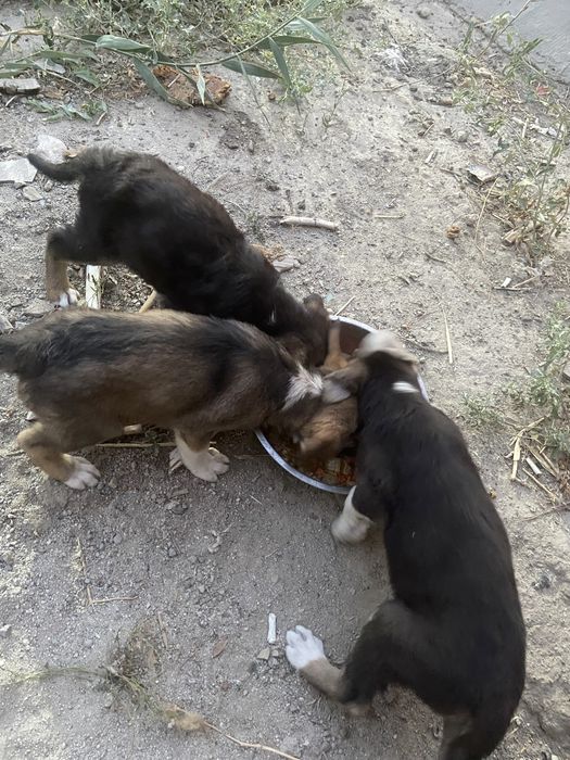 Щенята в добрые руки