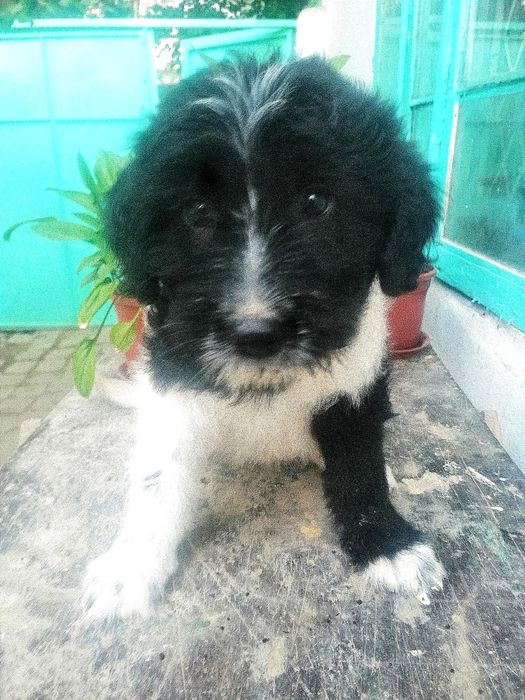 В добрые руки щенок охранник