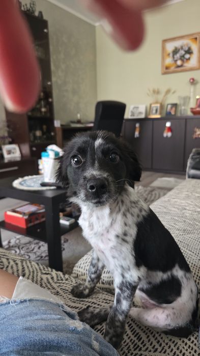 Adopție cățelușa 4 luni