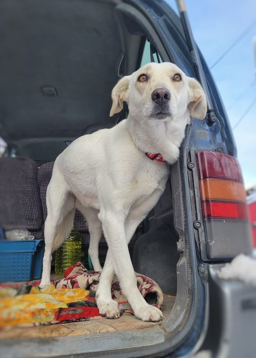 Собачка в поисках дома