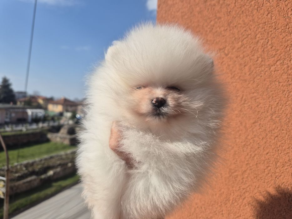 Кремави и бели померанчета