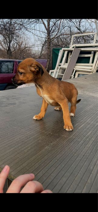 Питбуль чистокровный