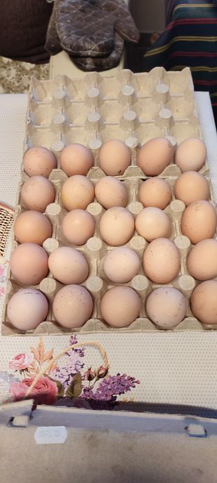 Vând oua  găini rasa Sussex.