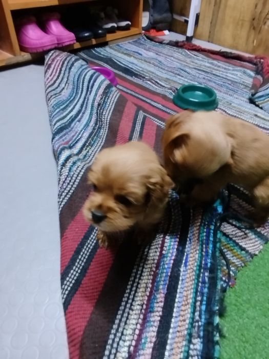 Продавам 2 кученца кокер шпаньол