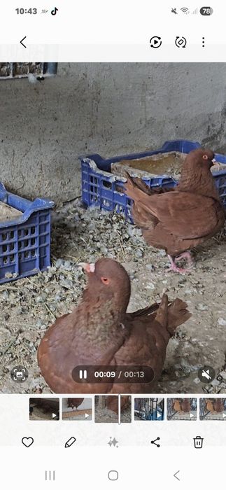 Голуби Кинги обе голубки