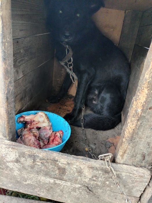 Ищем дом собачулям