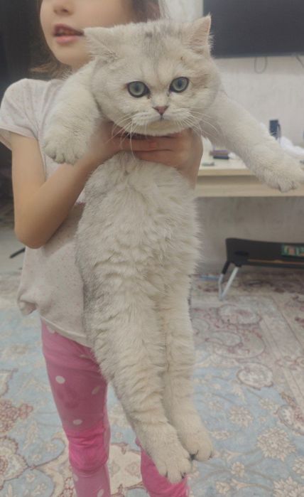 ,Манчкин котята  мальчик и девочка