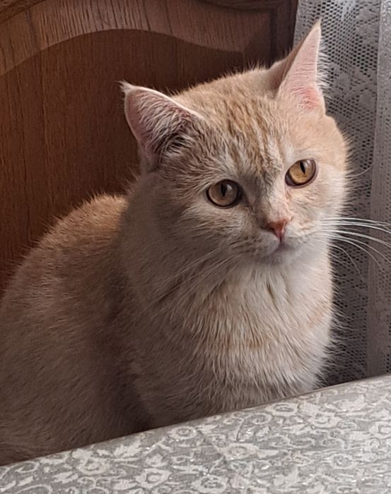 Девочка 2 года ищет семью