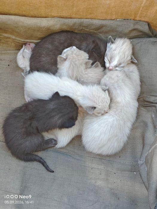 Отдам котят в добрые руки