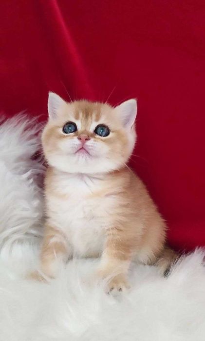 котенок Девочка британка золотая шиншила