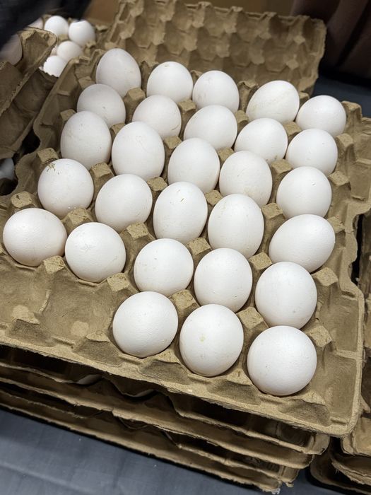 Яйцо отборное 65-69гр продам