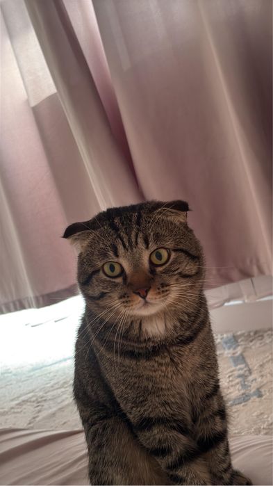 Отдам даром Кота