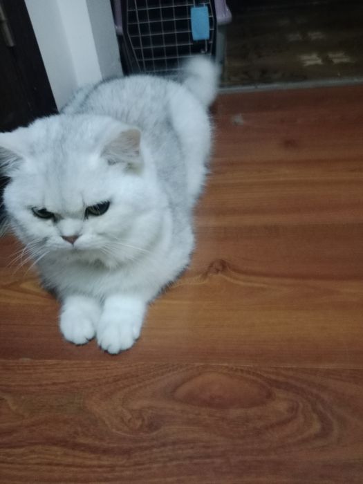 Viyaskaga qiz mushuk uchrashuvga taklif qiladi biritaniskiy serbiristi