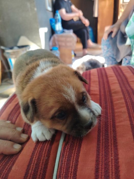 Adopție căței talie mica