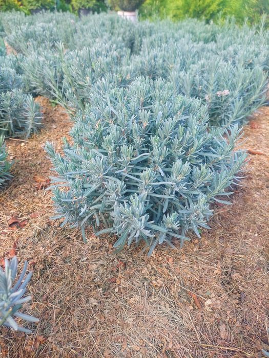 Лаванда Саженцы лаванды