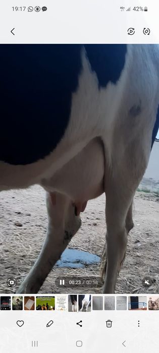 Бұзаулы сиыр сатылады