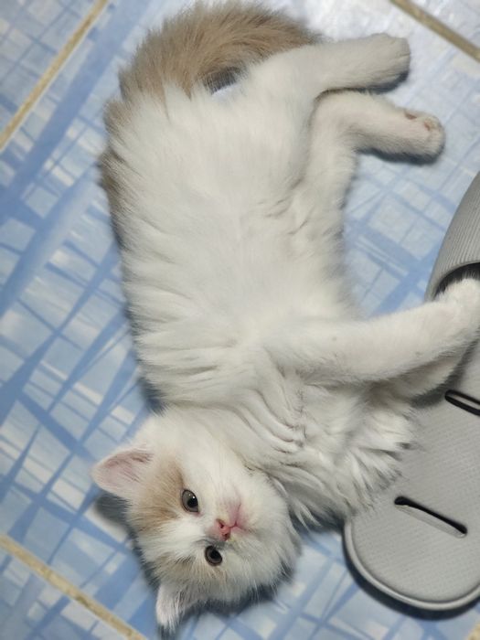Котёнок, мальчик