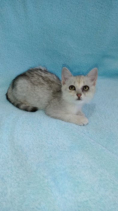 Котенок девочка 3 месяца