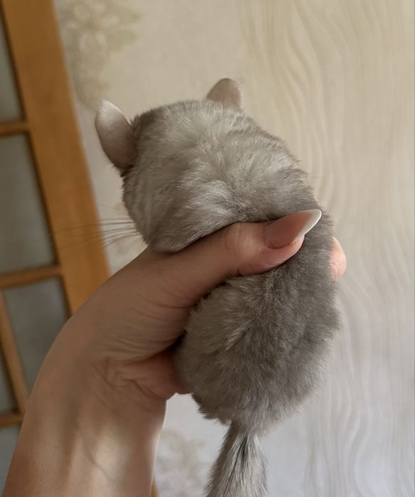 Продам малышей Шиншыллы