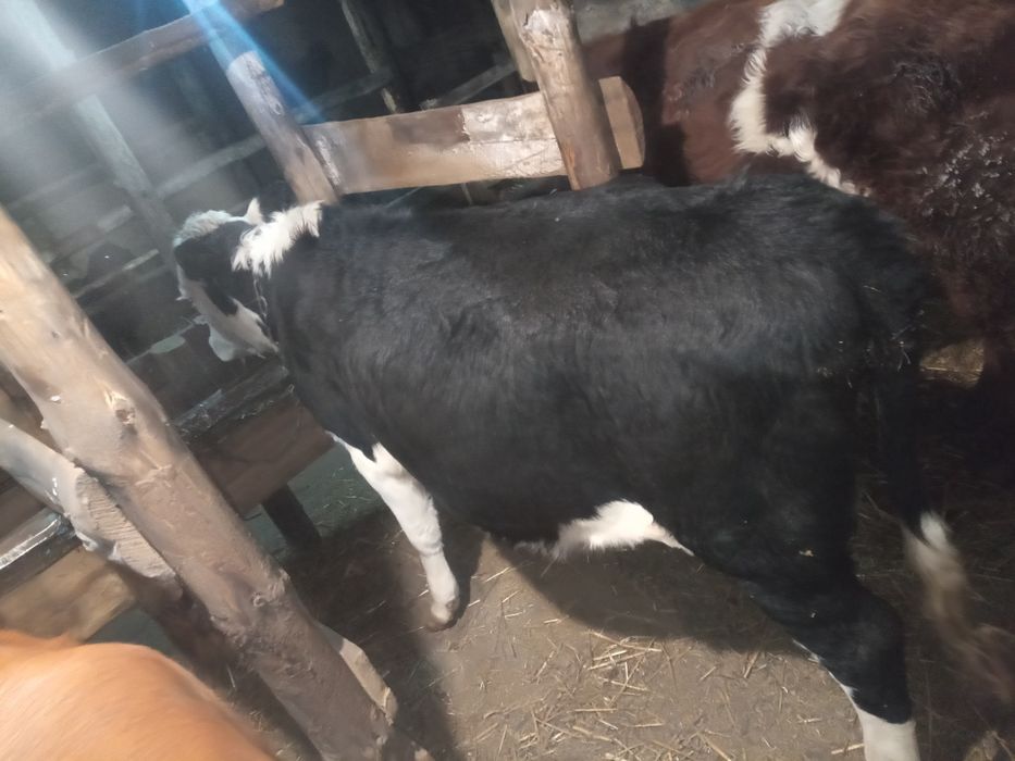 Продам три головы