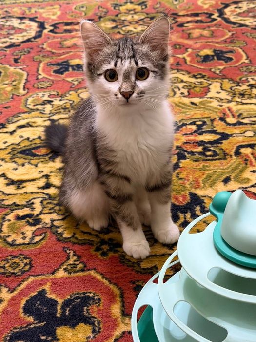 Котенок девочка 2 месяца