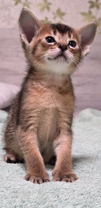 Котята чаузи  для вас