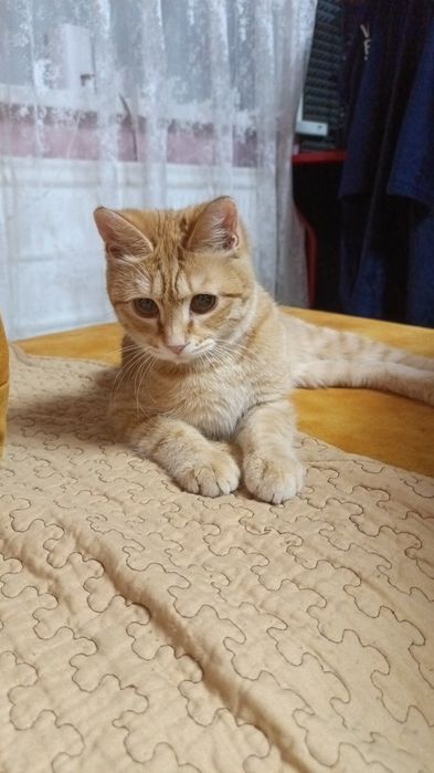 Котик очень ласковый